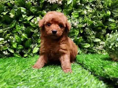 Red Toy Poodle - Kaia