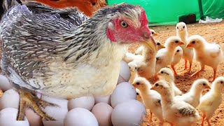 MURGI Hen Harvesting eggs to Chicks "Roosters and Hens" MURGA Small Birds Chick just born from Egg