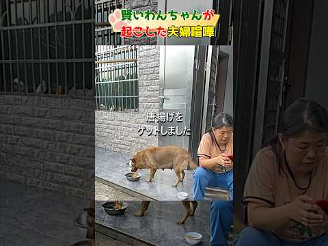 賢いわんちゃんが起こした夫婦喧嘩#dog#shorts#funny #犬#おもしろ