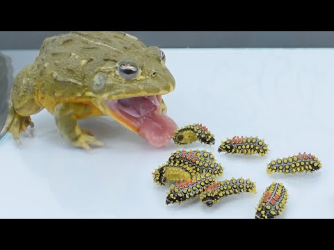 Bullfrogs challenge deathly venomous insects, fortunately they all survived牛哥挑战死神洋辣子，幸好它们都活了下来