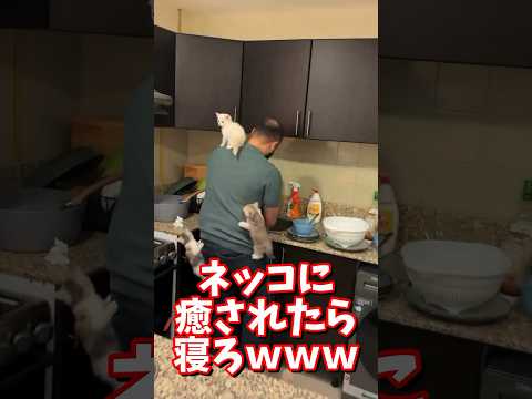 ネッコの動画で癒されたら寝ろｗｗｗ　#2ch #2ch動物スレ #2ch面白いスレ #動物 #犬 #猫 #癒やし #ねこ