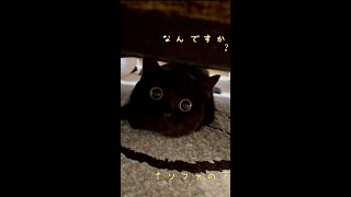 満月みたいにまん丸な目で見つめてくれる黒猫