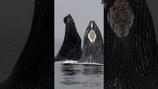 SURPRISING HUMPBACK WHALE LUNGE FEEDING IN FRONT OF WHALE WATCH BOAT