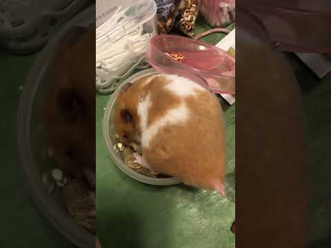 可愛倉鼠🐹黃金鼠。肥仔已經夠胖了…