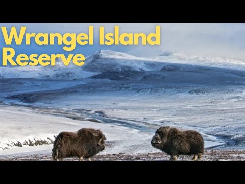 Exploring the Untamed Beauty of Wrangel Island Reserve