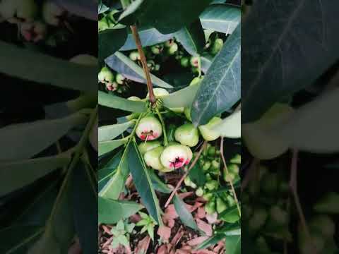 Amazing water apple tree #food #apple #fruit