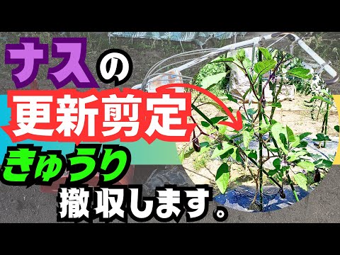 【ナス】の【更新剪定】・【きゅうり】が枯れたので撤収します😭