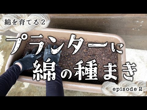 プランターに綿の種をまく／綿を育てる season2 ep.2