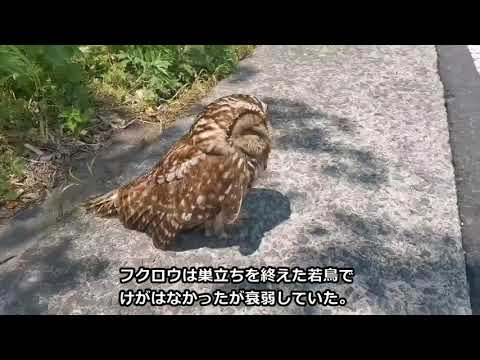 なぜここに？長崎市琴海地区の国道にフクロウ