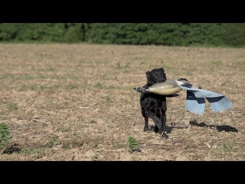 Retriever Training Drills: Preparing For Sandhill Cranes