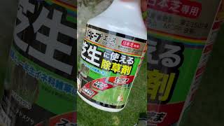 芝生用除草剤の薬害実験 芝生観察6月27日