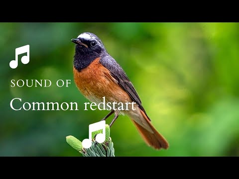 👉 S27 Common redstart ( Phoenicurus phoenicurus ) | Codroș de pădure