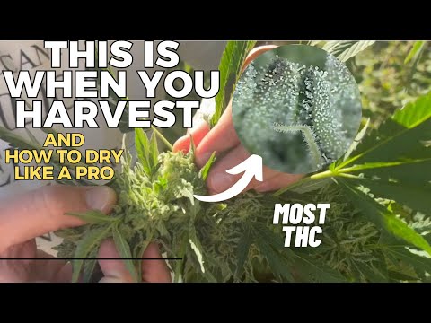 Use a Microscope to Harvest Cannabis at the Best Time + Pro Drying Tips