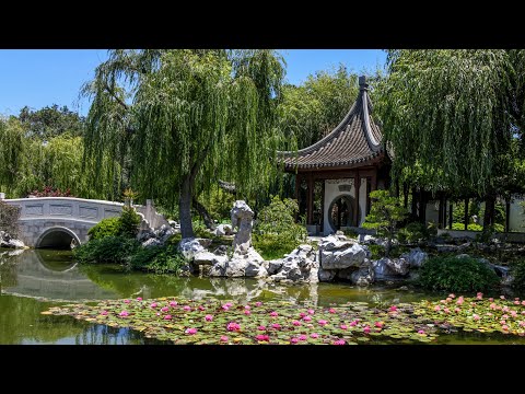 Walking the Chinese Garden on a Summer Morning (in 4k)