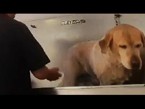 Así es como mi perro guía disfruta de su día de spa ¡no te pierdas el final!