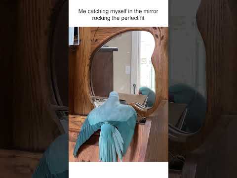 Playful Parrot Poses In Front of Mirror