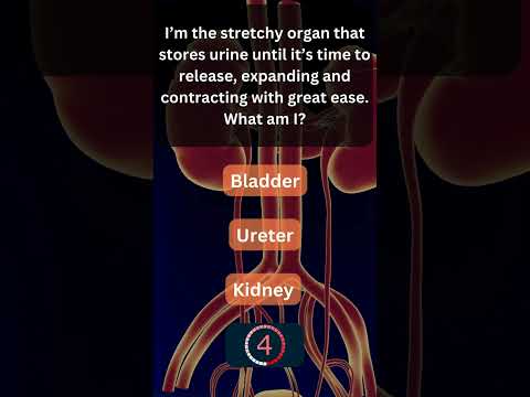 Did You Know This About Your Urinary System? 💧 #UrinarySystem 3