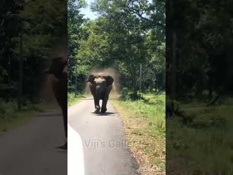 Elephant Chasing || #shorts #viral #viralshorts