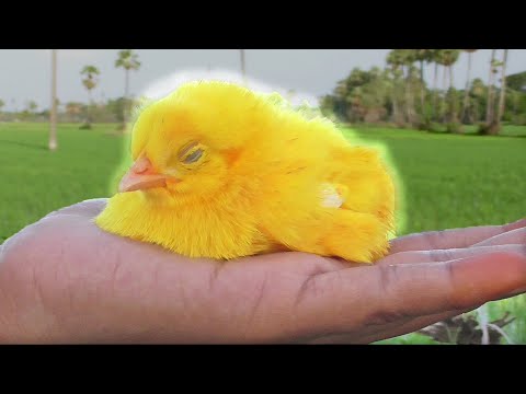 Baby Colour MURGI Chicks are Sleepy Nodding in Hand | Murgi ke bacche |chuche chuja | FishCutting