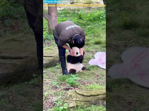 墩墩外公摸摸奇三妹的小脑瓜 Grandpa Dundun touched Qi Sanmei’s little head #panda #cute #funny #giantpanda