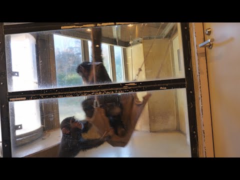 Kids' Room Battle: Ibuki & Dill　Tama Zoo Chimpanzee 202412