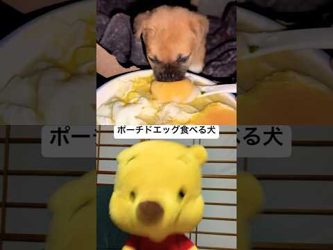 ポーチドエッグ食べる犬　#shorts