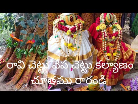 అశ్వత్థ వృక్షం వేప చెట్టు కల్యాణం||రావి చెట్టు వేప చెట్టు కల్యాణం||Ravi chettu vepa chettu kalyanam