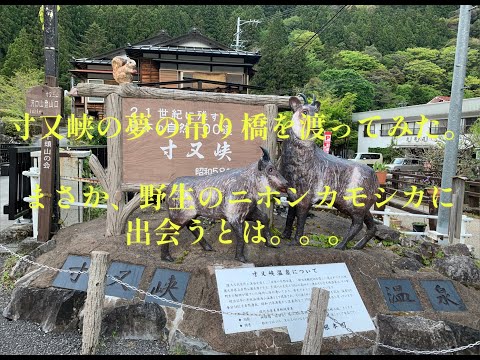 【静岡県】寸又峡、夢の吊り橋を渡ってみた。まさか野生のニホンカモシカに出会うとは。。。 【shizuoka】