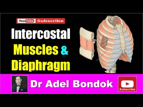 Intercostal Muscles and Diaphragm, Dr Adel Bondok