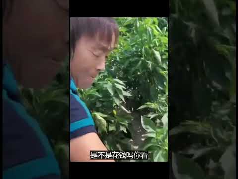 见过不要脸的，没见过不要脸还这么理直气壮的，听这口音啥地方人？