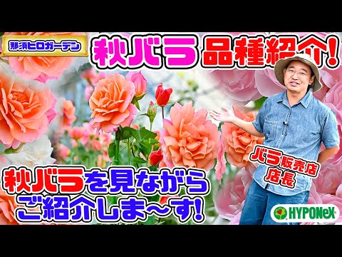 【バラ品種紹介♪】バラ専門店の秋バラ紹介🌹とってもキレイなバラにうっとり♪ [那須ヒロガーデン(解説付きです☆)]