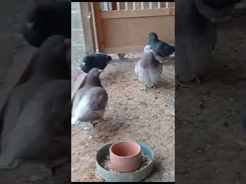 Porumbei sanatosi   #pigeon #porumbei #voiajori #pigeonlover #pigeonforge