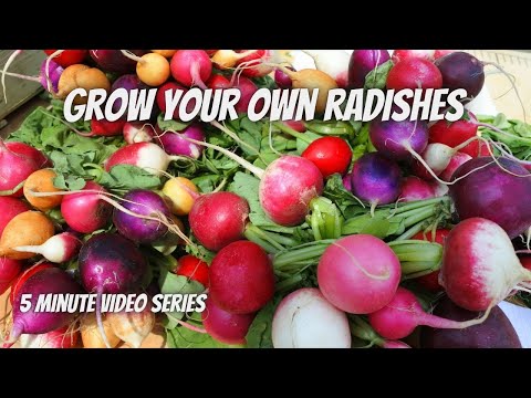 Tuesday Growing Tip: Planting Radishes || DHBG