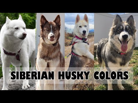 06 Different Types Siberian Husky Colors And Patterns - Which is Right for You?