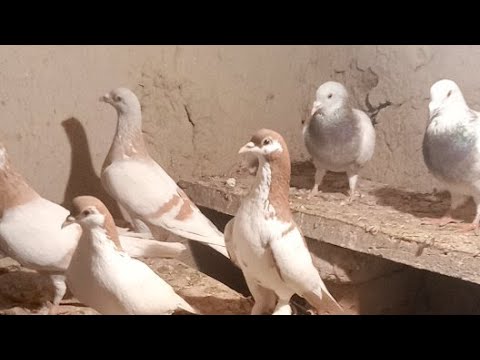 Pigeon Building Setup/// Beautiful Pigeon Home Winter Season