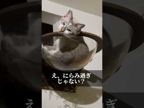 飼い猫ににらみをきかされる飼い主 #shorts #cats