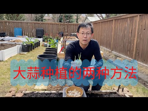 大蒜种植的两种方法，大蒜怎么种？普通种法和独头蒜种法，这里手把手教你！