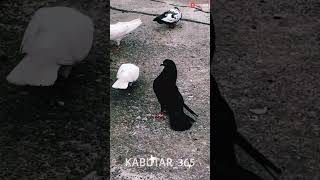 Nya kabutar pakad🕊️#minivlog #petvlogger #petlover #officialpigeon78 #viralvideo #kabutarstatus 🕊️🥺🙏