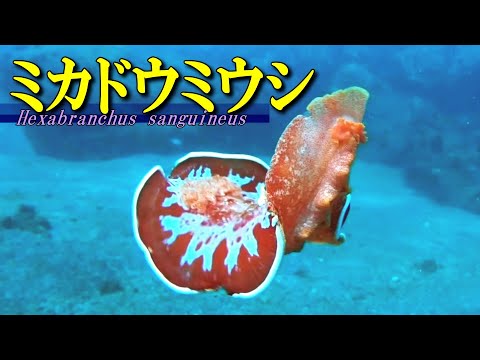 [ Spanish dancer ] Flamenco of the sea / Hexabranchus sanguineus