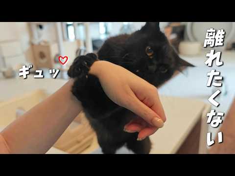 小さな子供と同じ甘え方でママの気を引くのが上手すぎる猫　898話