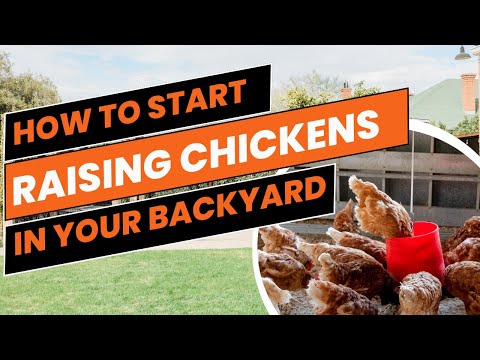 How to Start Raising Chickens in Your Backyard_Self-Sufficiency & Homesteading Life TIPS #6