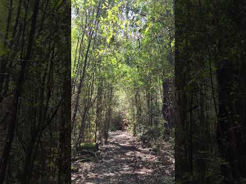 Boundary Track, Kinglake National Park #Melbourne #Forest