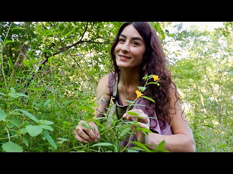 Herbal First Aid- A “Must Have” Plant for POISON IVY!!!