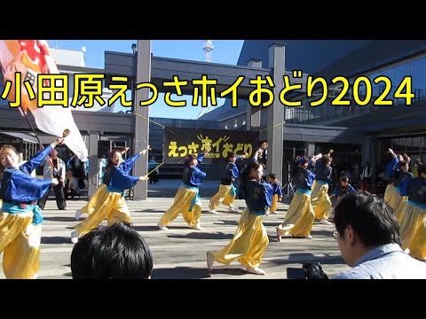 小田原えっさホイおどり2024（16チームさわり紹介）