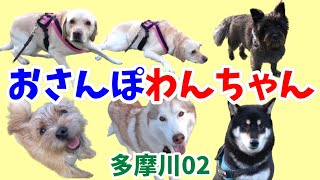 【おさんぽわんちゃん】多摩川でのおさんぽわんちゃん。聖蹟桜ヶ丘近くのワンコが朝夕、おさんぽに集結します。多摩川わんちゃん02