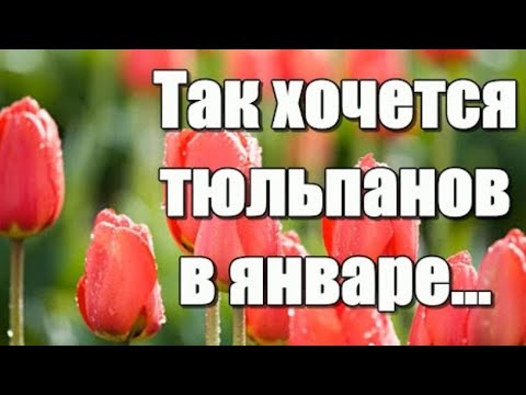 Так хочется тюльпанов в январе... Красивая музыкальная открытка