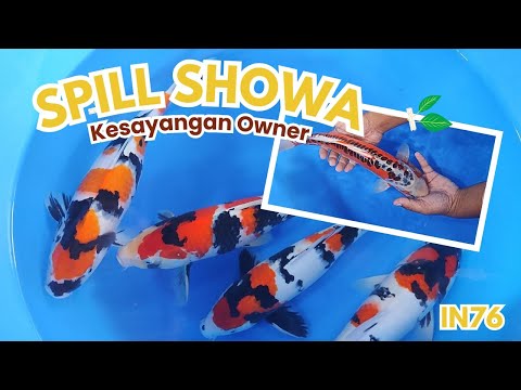 REVIEW IKAN KOI SUPERSTAR HARGA TERJANGKAU KUALITAS MANTAP JURAGAN ARINOR  STYLE SUMI GLOWING