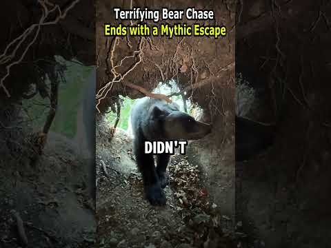 Terrifying Bear Chase Ends with a Mythic Escape