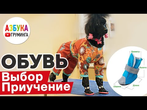 Как выбрать обувь для собаки?