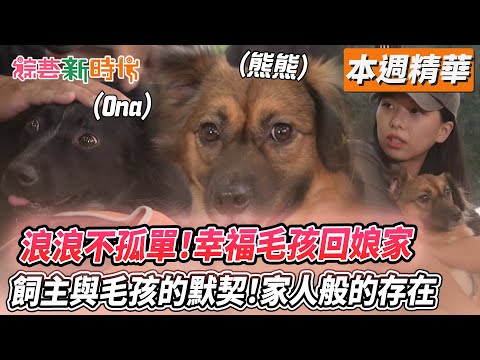 浪浪不孤單！幸福毛孩回娘家 飼主與毛孩的默契！家人般的存在【綜藝新時代 本週精華】​